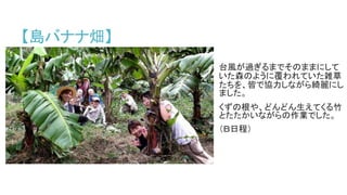 【島バナナ畑】
台風が過ぎるまでそのままにして
いた森のように覆われていた雑草
たちを、皆で協力しながら綺麗にし
ました。
くずの根や、どんどん生えてくる竹
とたたかいながらの作業でした。
（Ｂ日程）
 