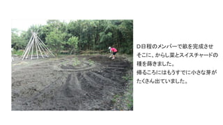 Ｄ日程のメンバーで畝を完成させ
そこに、からし菜とスイスチャードの
種を蒔きました。
帰るころにはもうすでに小さな芽が
たくさん出ていました。
 