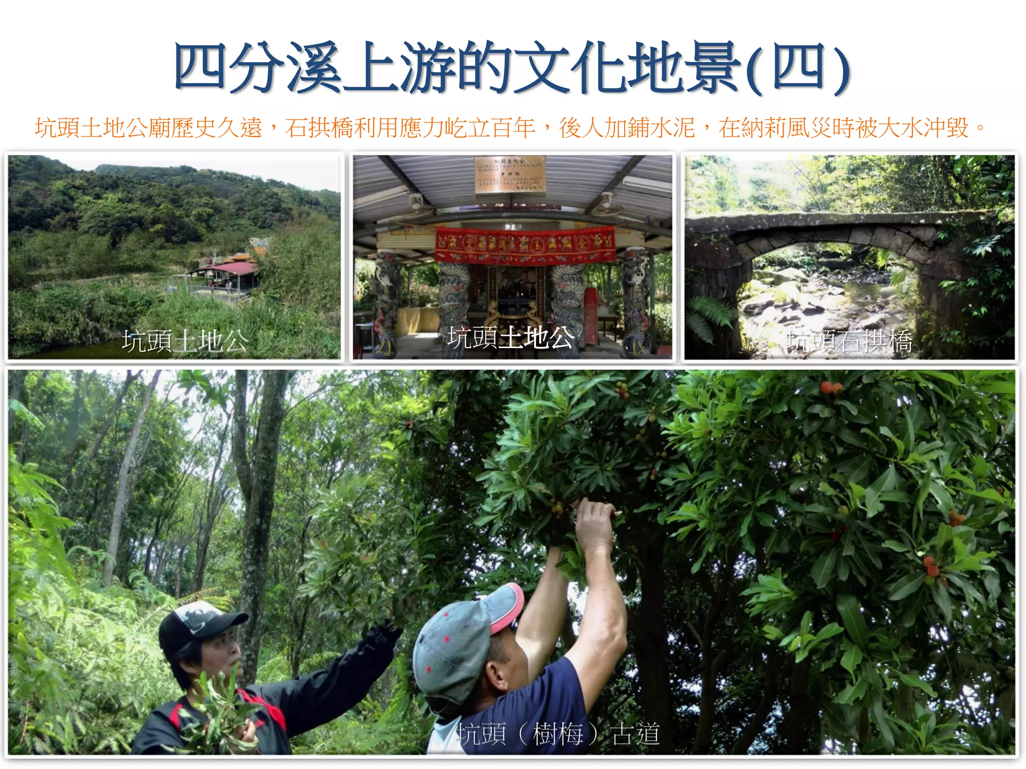 坑頭土地公
四分溪上游的文化地景(四)
坑頭（樹梅）古道
坑頭土地公 坑頭石拱橋
坑頭土地公廟歷史久遠，石拱橋利用應力屹立百年，後人加鋪水泥，在納莉風災時被大水沖毀。
 