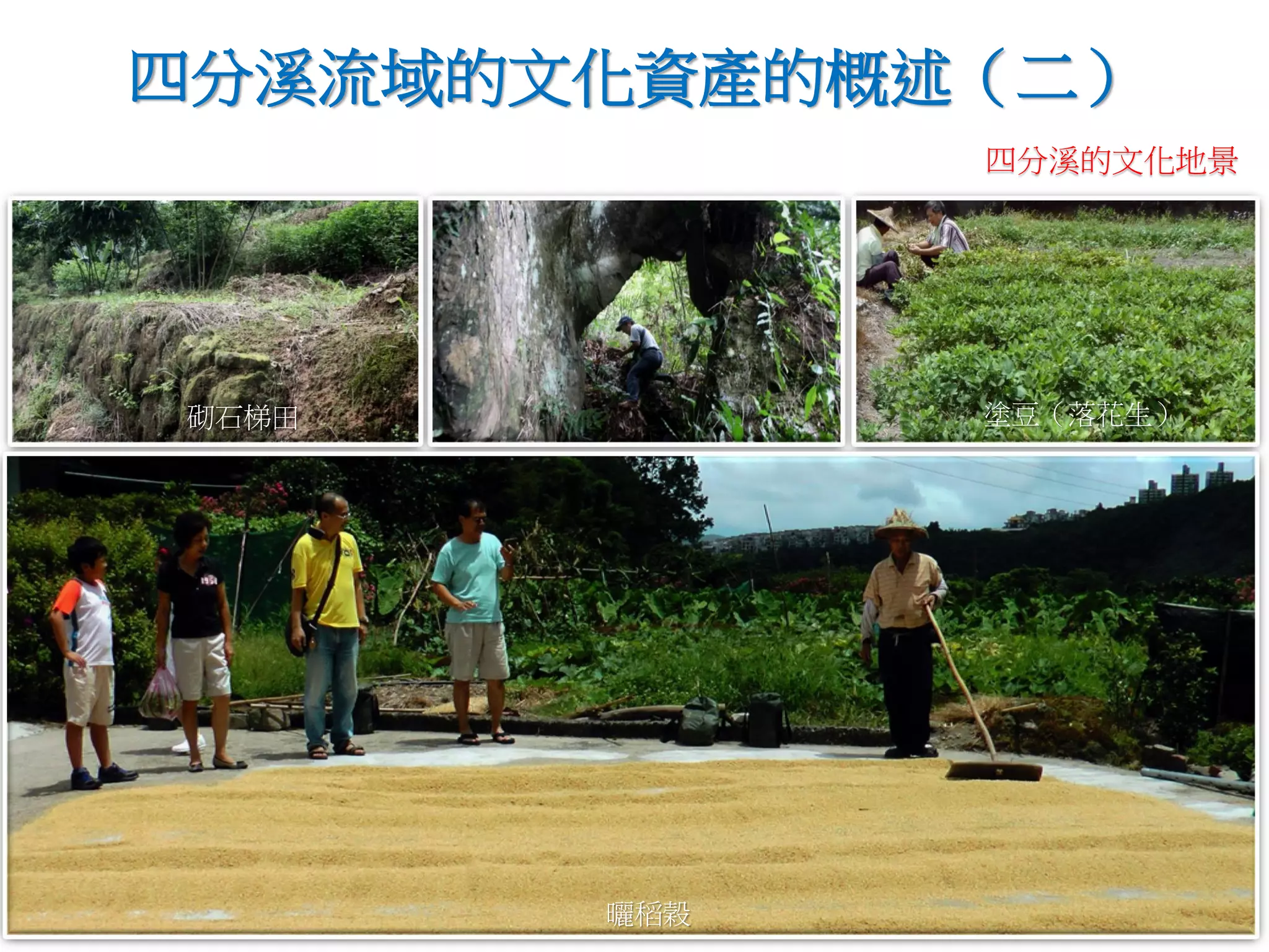 砌石梯田 塗豆（落花生）
曬稻榖
四分溪流域的文化資產的概述（二）
四分溪的文化地景
 