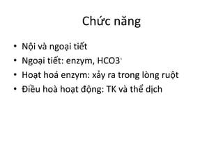 Chức năng
• Nội và ngoại tiết
• Ngoại tiết: enzym, HCO3-
• Hoạt hoá enzym: xảy ra trong lòng ruột
• Điều hoà hoạt động: TK và thể dịch
 