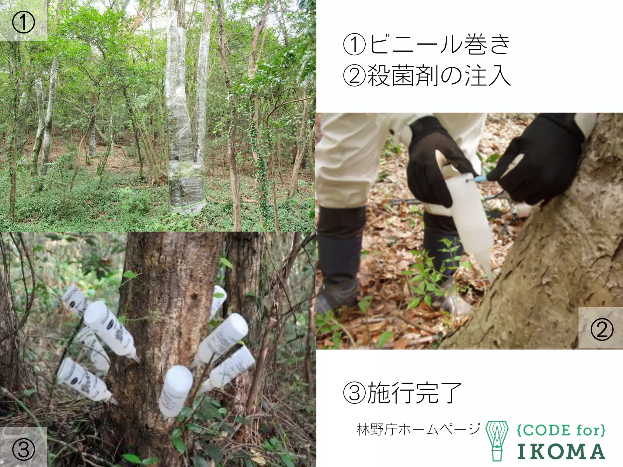 ①ビニール巻き
②殺菌剤の注入
③施行完了
 林野庁ホームページ
②
③
①
 