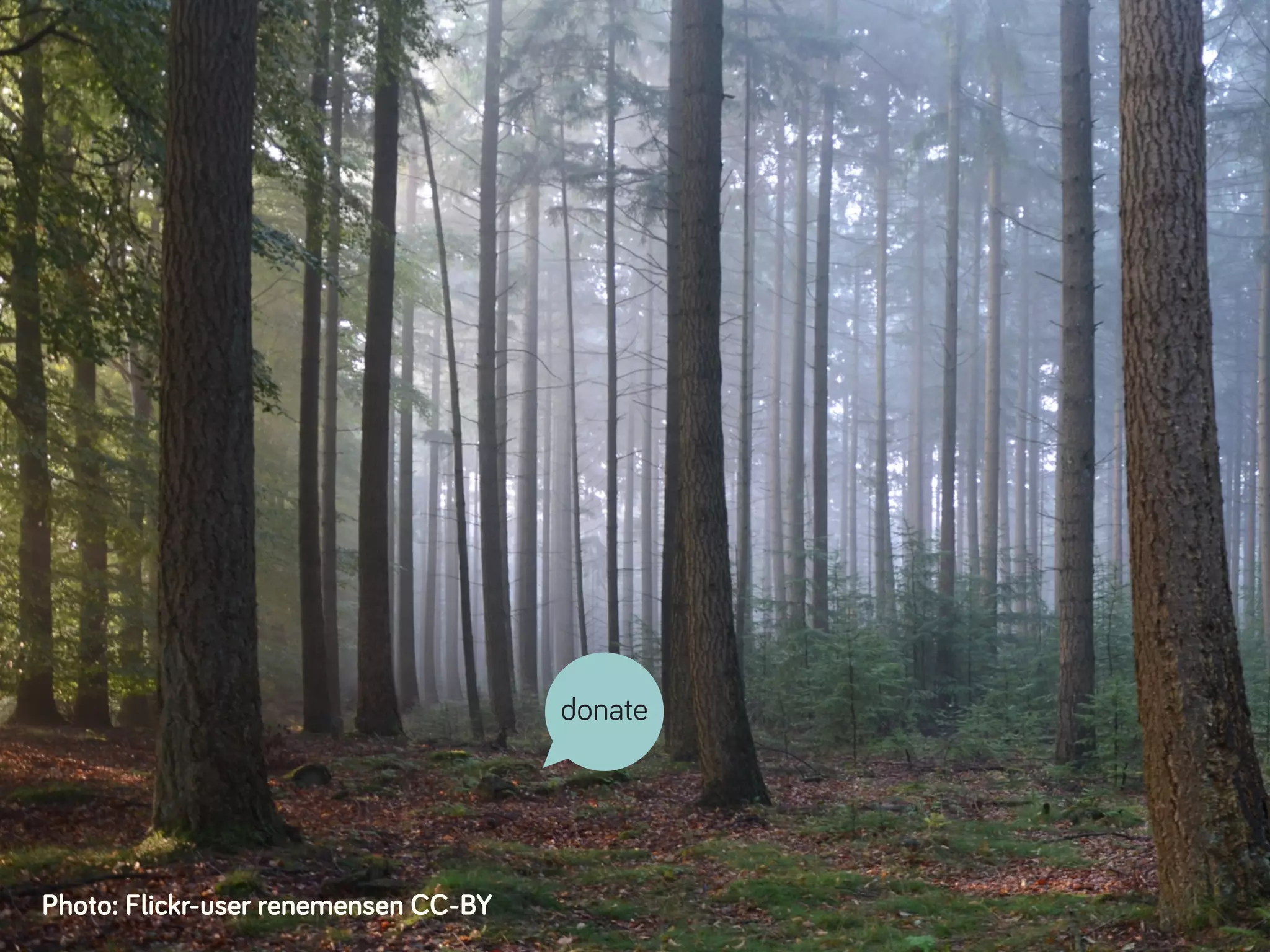 Photo: Flickr-user renemensen CC-BY
donate
 