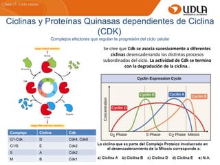 Ciclinas y Proteínas Quinasas dependientes de Ciclina
(CDK).
Complejos efectores que regulan la progresión del ciclo celular
Se cree que Cdk se asocia sucesivamente a diferentes
ciclinas desencadenando los distintos procesos
subordinados del ciclo. La actividad de Cdk se termina
con la degradación de la ciclina..
Clase 21: Ciclo celular.
Complejo Ciclina Cdk
G1-Cdk D Cdk4, Cdk6
G1/S E Cdk2
S A Cdk2
M B Cdk1
 