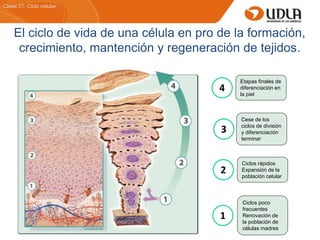 Clase 21: Ciclo celular.
El ciclo de vida de una célula en pro de la formación,
crecimiento, mantención y regeneración de tejidos.
Ciclos poco
frecuentes
Renovación de
la población de
células madres
Ciclos rápidos
Expansión de la
población celular
Cese de los
ciclos de división
y diferenciación
terminar
Etapas finales de
diferenciación en
la piel
4
3
2
1
 