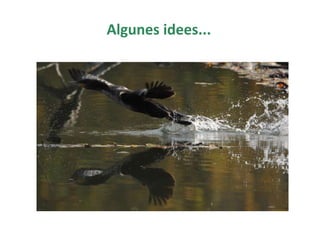 Algunes idees...
 
