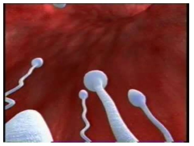 Download Buku Tuhan Inilah Proposal Hidupku Pdf Info Terkait Buku