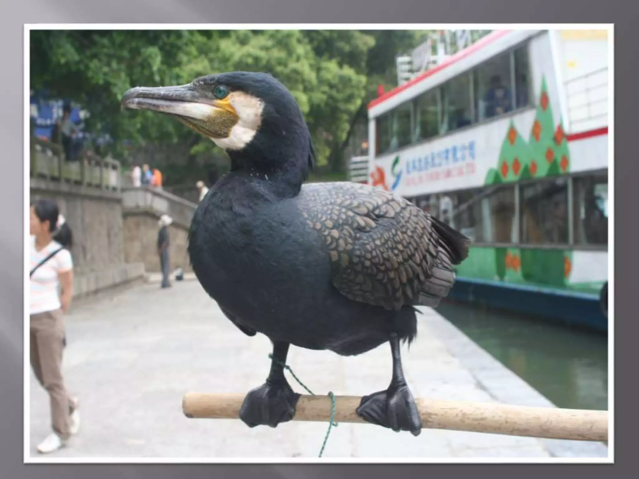 20151118北美洲台灣商會聯合總會王德名譽總會長 you can do it