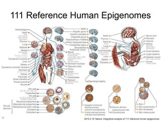 Data Dimensions
2015.2.19. Nature. Integrative analysis of 111 reference human epigenomes21
 
