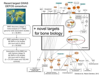 Estrada et al., Nature Genetics, 2012
+ novel targets
for bone biology
Recent largest GWAS
GEFOS consortium
 