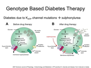 Genotype Based Diabetes Therapy
Diabetes due to KATP channel mutations  sulphonylurea
2007 American Journal of Physiology - Endocrinology and Metabolism. ATP-sensitive K+ channels and disease- from molecule to malady
 