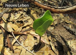 Neues Leben
https://www.ﬂickr.com/photos/68515440@N07/22570423481/
 
