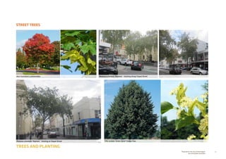 72Prepared for the City of Stonnington
by rushwright associates
STREET TREES
TREES AND PLANTING
Tilia cordata ‘Green Spire’ Linden Tree
Platanus orientalis ‘Digitata’ - Existing along Chapel StreetAcer truncatum x platanoides
Platanus orientalis ‘Digitata’ - Existing at Chapel Street
 