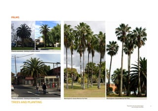 73Prepared for the City of Stonnington
by rushwright associates
PALMS
TREES AND PLANTING
Washingtonia robusta Mexican Fan Palm Washingtonia robusta Mexican Fan PalmPhoenix canariensis - Existing at Prahran Station
Phoenix canariensis - Existing in Grattan Gardens
 