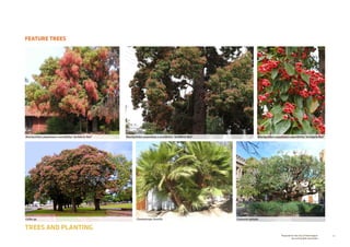 74Prepared for the City of Stonnington
by rushwright associates
FEATURE TREES
TREES AND PLANTING
Brachychiton populneus x acerifolius ‘Jerilderie Red’ Brachychiton populneus x acerifolius ‘Jerilderie Red’Brachychiton populneus x acerifolius ‘Jerilderie Red’
Ceiba sp. Cussonia spicataChamaerops humilis
 