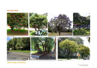 75Prepared for the City of Stonnington
by rushwright associates
FEATURE TREES
TREES AND PLANTING
Ficus platypoda
Tipuana tipu
Melia azedarach - Existing at Grattan GardensErythrina crista-galli
Schinus molle var. areira - Existing at Grattan Gardens
Jacaranda mimosifolia
 