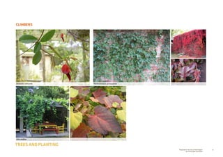 76Prepared for the City of Stonnington
by rushwright associates
CLIMBERS
TREES AND PLANTING
Kennedia rubicunda Parthenocissus quinquefolia
Vitis vinifera
 