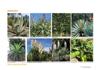 77Prepared for the City of Stonnington
by rushwright associates
UNDERSTOREY
TREES AND PLANTING
04F. Yucca filamentosa or Y. recurvifolia
Aloe plicatilisAgave americana Aloe arborescens Aloe barberae
04G. Dion spinulosum Zamia furfuracea
 