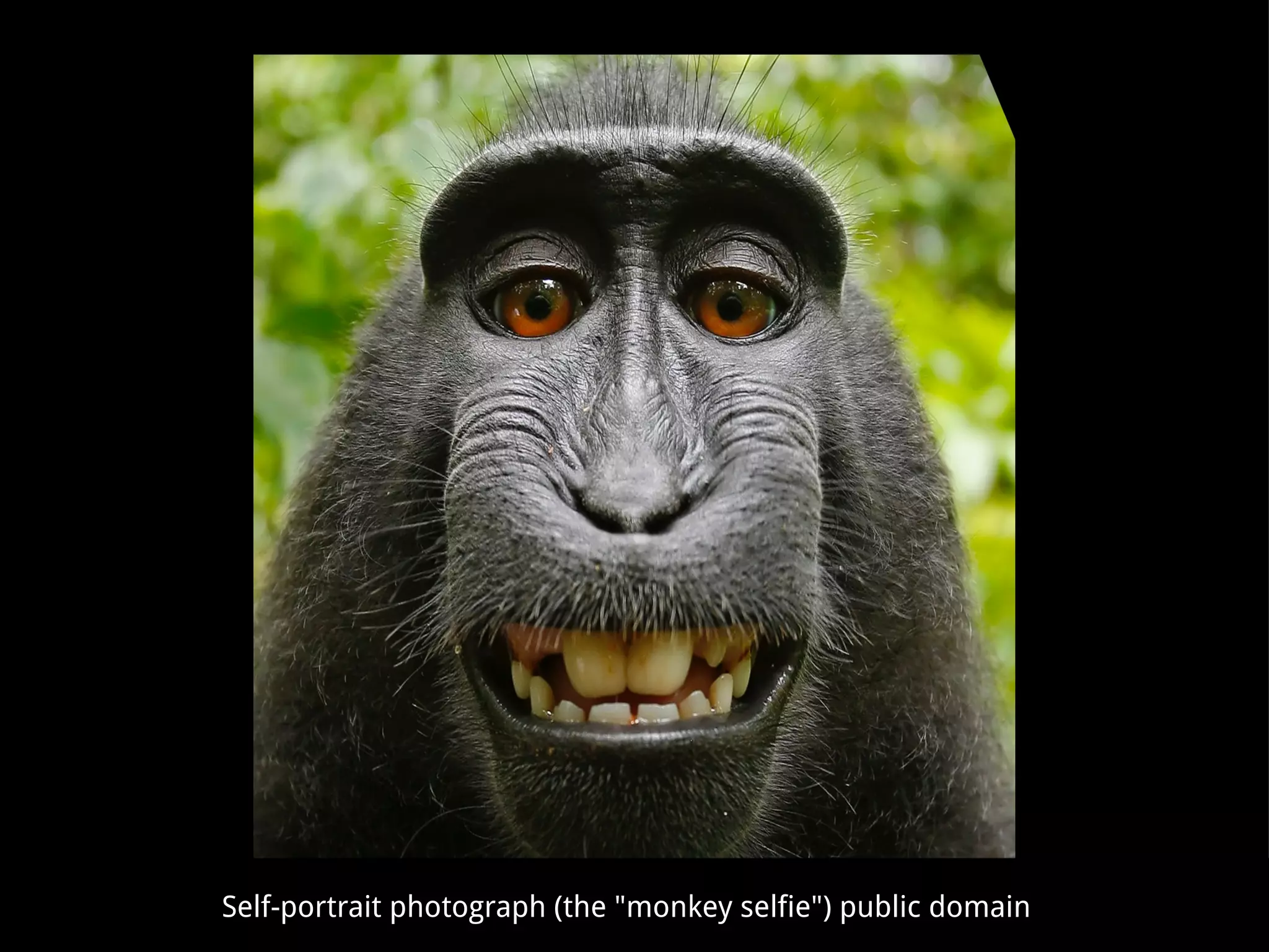 https://en.wikipedia.org/wiki/Monkey_selfie
Self-portrait photograph (the "monkey selfie") public domain
 