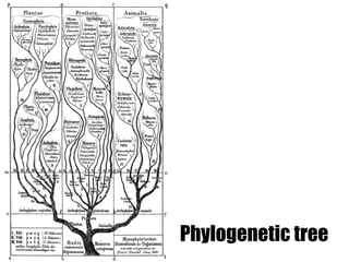 Phylogenetic tree
 