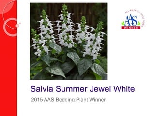 Salvia Summer Jewel White
2015 AAS Bedding Plant Winner
 