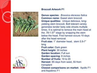 Broccoli Artwork F1
Genus species: Brassica oleracea Italica
Common name: Sweet stem broccoli
Unique qualities: Unique del...