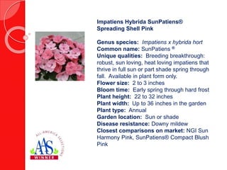 Impatiens Hybrida SunPatiens®
Spreading Shell Pink
Genus species: Impatiens x hybrida hort
Common name: SunPatiens ®
Uniqu...