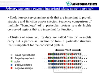 Primary sequence reveals important clues about a protein
DnaG E. coli ...EPNRLLVVEGYMDVVAL...
DnaG S. typ ...EPQRLLVVEGYMDVVAL...
DnaG B. subt ...KQERAVLFEGFADVYTA...
gp4 T3 ...GGKKIVVTEGEIDMLTV...
gp4 T7 ...GGKKIVVTEGEIDALTV...
: *: :: * * : :
small hydrophobic
large hydrophobic
polar
positive charge
negative charge
• Evolution conserves amino acids that are important to protein
structure and function across species. Sequence comparison of
multiple “homologs” of a particular protein reveals highly
conserved regions that are important for function.
• Clusters of conserved residues are called “motifs” -- motifs
carry out a particular function or form a particular structure
that is important for the conserved protein.
motif
 