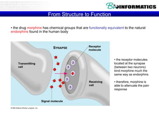 • the drug morphine has chemical groups that are functionally equivalent to the natural
endorphins found in the human body
• the receptor molecules
located at the synapse
(between two neurons)
bind morphine much the
same way as endorphins
• therefore, morphine is
able to attenuate the pain
response
From Structure to Function
 