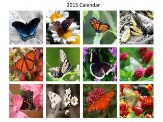 2015 Calendar - Butterflies!