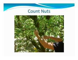 2015 california almond objective presentation | PDF | Agriculture ...