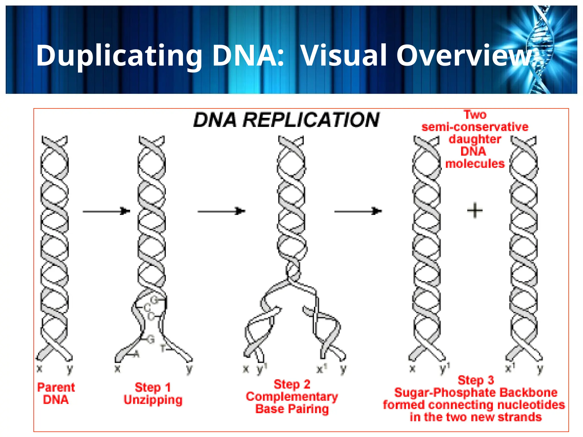 DNA replication of eukaryotes and prokaryotes | PPTX
