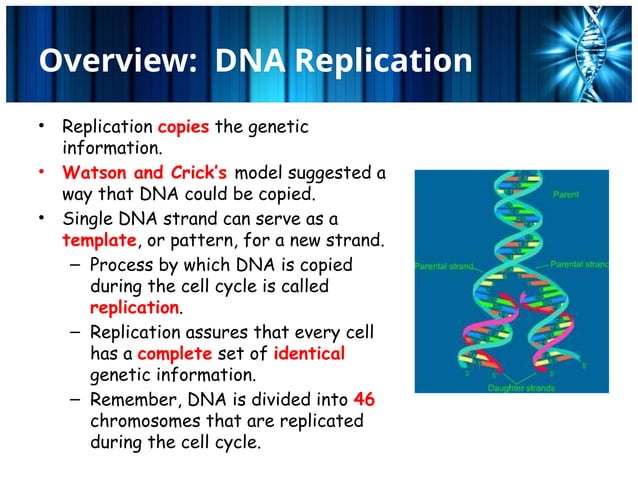 DNA replication of eukaryotes and prokaryotes | PPT
