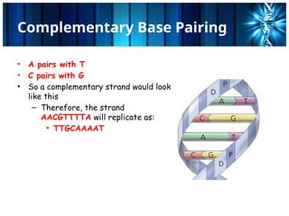 DNA replication of eukaryotes and prokaryotes | PPTX