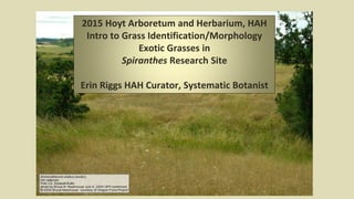 2015 Hoyt Arboretum and Herbarium, HAH
Intro to Grass Identification/Morphology
Exotic Grasses in
Spiranthes Research Site
Erin Riggs HAH Curator, Systematic Botanist
 