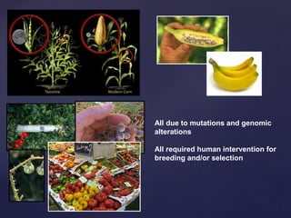 Innovation in Fruits and Vegetables | PPTX