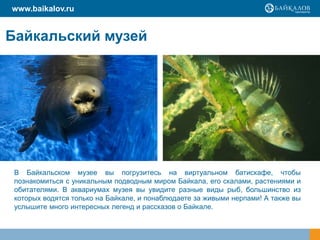 Байкальский музей
В Байкальском музее вы погрузитесь на виртуальном батискафе, чтобы
познакомиться с уникальным подводным миром Байкала, его скалами, растениями и
обитателями. В аквариумах музея вы увидите разные виды рыб, большинство из
которых водятся только на Байкале, и понаблюдаете за живыми нерпами! А также вы
услышите много интересных легенд и рассказов о Байкале.
www.baikalov.ru
 