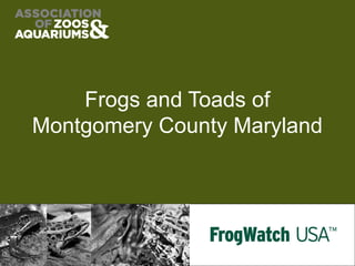 Frogs and Toads of
Montgomery County Maryland
 