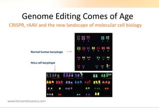 CRISPR, rAAV and the new landscape of molecular cell biology
Genome Editing Comes of Age
Normal human karyotype
HeLa cell karyotype
www.horizondiscovery.com
 
