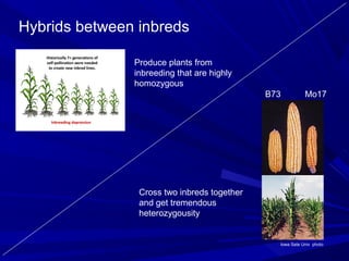Plant Genetic Improvement | PPT