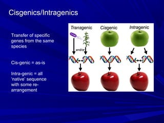Plant Genetic Improvement | PPT