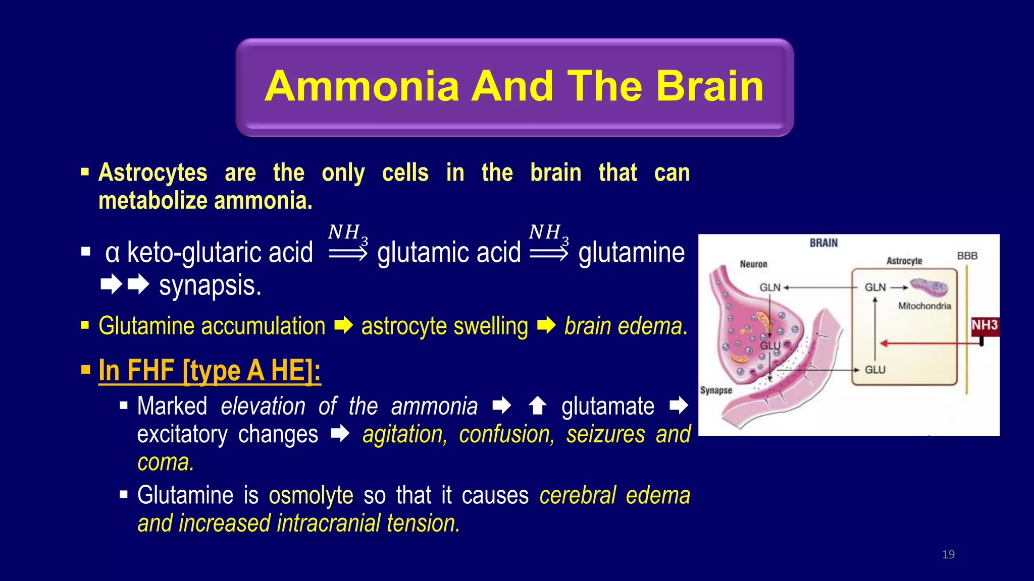 Ammonia And The Brain
 Astrocytes are the only cells in the brain that can
metabolize ammonia.
 α keto-glutaric acid
𝑁𝐻3
glutamic acid
𝑁𝐻3
glutamine
 synapsis.
 Glutamine accumulation  astrocyte swelling  brain edema.
 In FHF [type A HE]:
 Marked elevation of the ammonia   glutamate 
excitatory changes  agitation, confusion, seizures and
coma.
 Glutamine is osmolyte so that it causes cerebral edema
and increased intracranial tension.
19
 