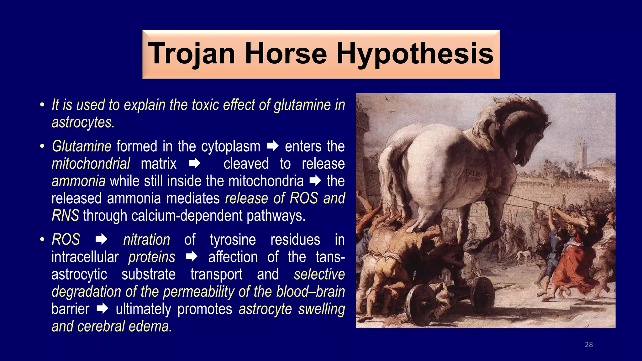 Trojan Horse Hypothesis
• It is used to explain the toxic effect of glutamine in
astrocytes.
• Glutamine formed in the cytoplasm  enters the
mitochondrial matrix  cleaved to release
ammonia while still inside the mitochondria  the
released ammonia mediates release of ROS and
RNS through calcium-dependent pathways.
• ROS  nitration of tyrosine residues in
intracellular proteins  affection of the tans-
astrocytic substrate transport and selective
degradation of the permeability of the blood–brain
barrier  ultimately promotes astrocyte swelling
and cerebral edema.
28
 