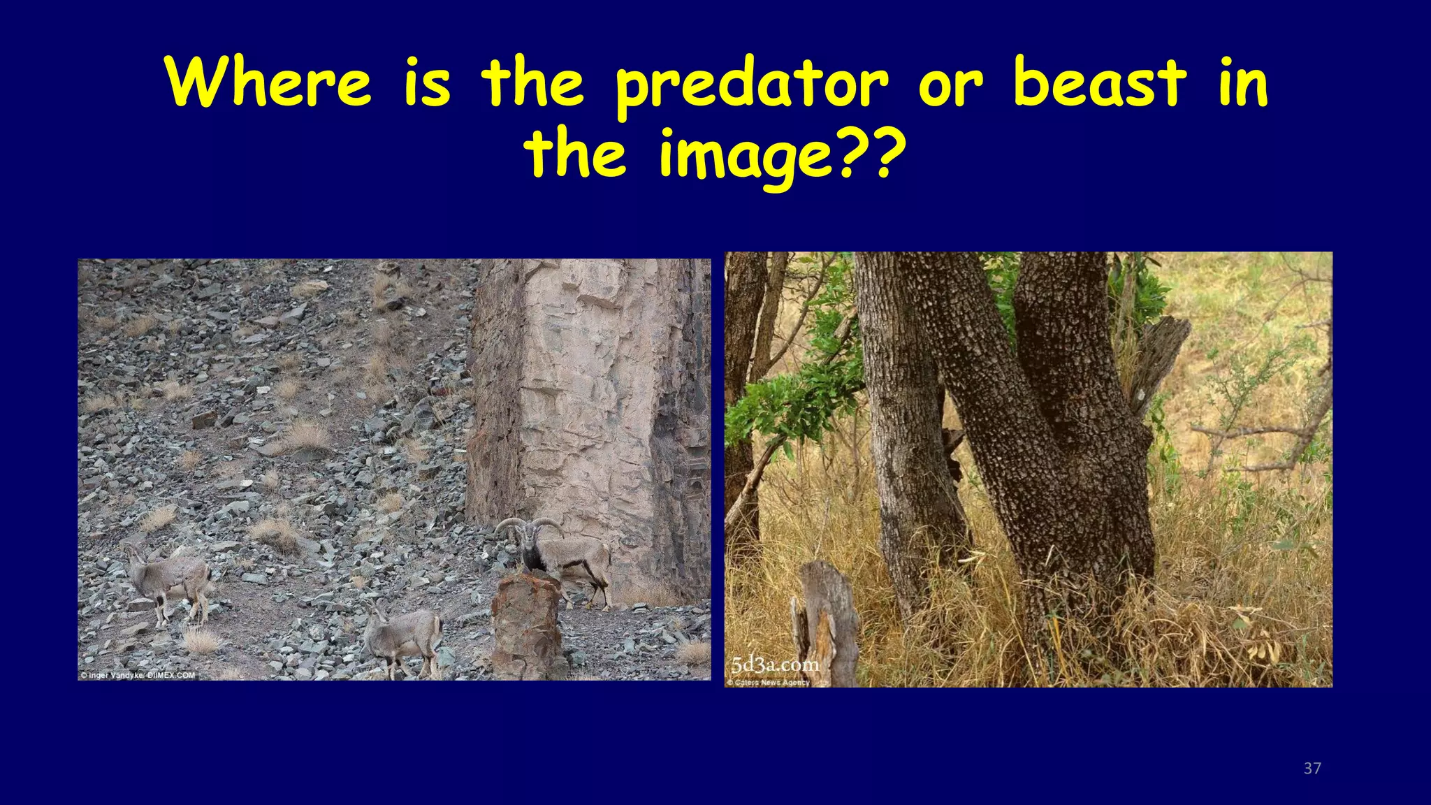 Where is the predator or beast in
the image??
37
 