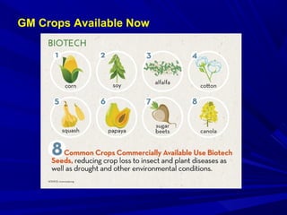 GM Crops Available Now
 