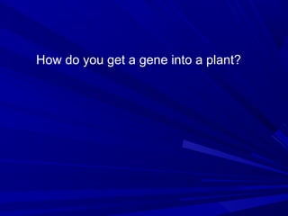 How do you get a gene into a plant?
 