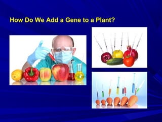 How Do We Add a Gene to a Plant?
 