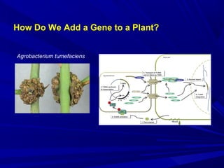 How Do We Add a Gene to a Plant?
Agrobacterium tumefaciens
 