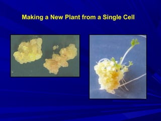 Making a New Plant from a Single Cell
 