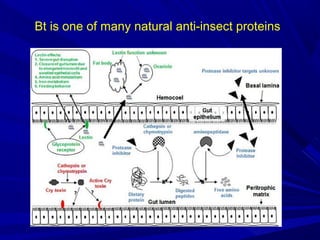 Bt is one of many natural anti-insect proteins
 